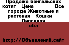 Продажа бенгальских котят › Цена ­ 20 000 - Все города Животные и растения » Кошки   . Липецкая обл.